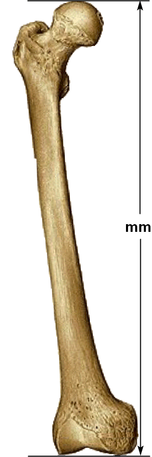 fêmur fisiológico