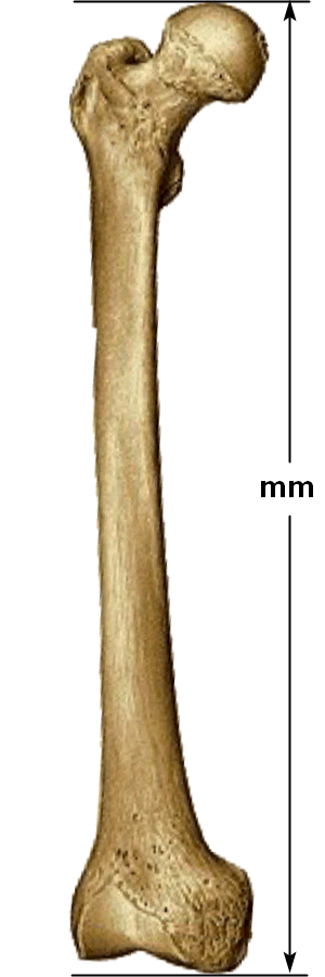 fêmur total