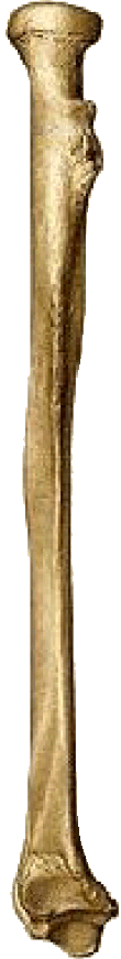 Rádio