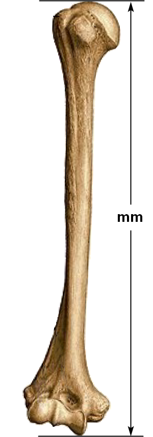 úmero total